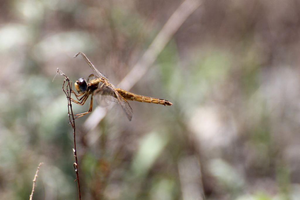 Anche queste dovrebbero essere Crocothemis erythraea